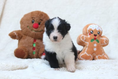 Les chiots de Berger Australien