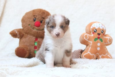 Les chiots de Berger Australien