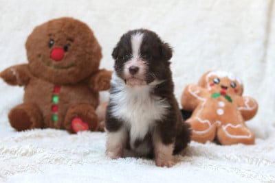 Les chiots de Berger Australien