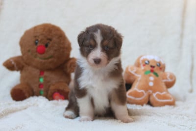 Les chiots de Berger Australien
