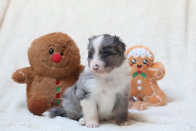 Les chiots de Berger Australien