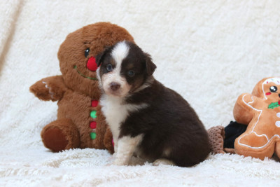Les chiots de Berger Américain Miniature