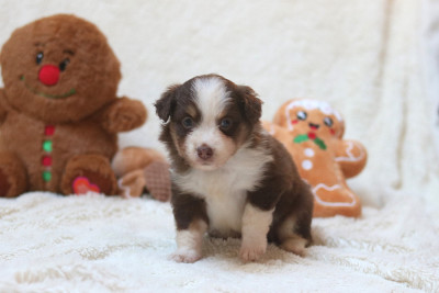 Les chiots de Berger Américain Miniature