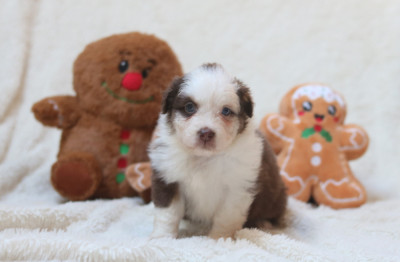 Les chiots de Berger Américain Miniature