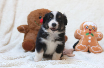 Les chiots de Berger Américain Miniature