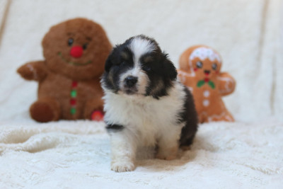 Les chiots de Berger Américain Miniature