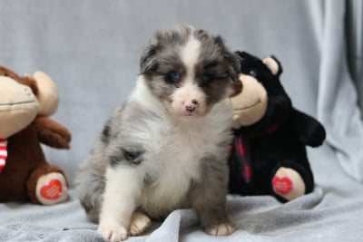 Les chiots de Berger Australien