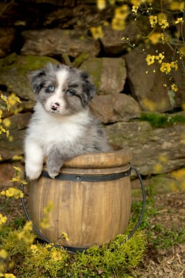 Les chiots de Berger Australien