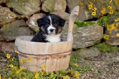 Les chiots de Berger Américain Miniature 