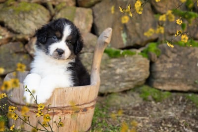 Les chiots de Berger Américain Miniature 