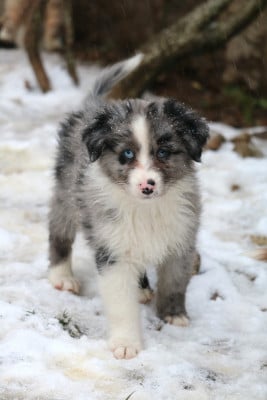 Blue Star (bleu merle bicolore) - Berger Australien