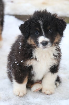 Les chiots de Berger Américain Miniature 