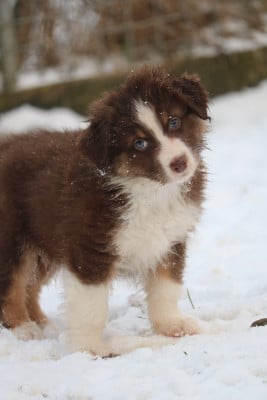 Blood Moon (rouge dark) - Berger Australien