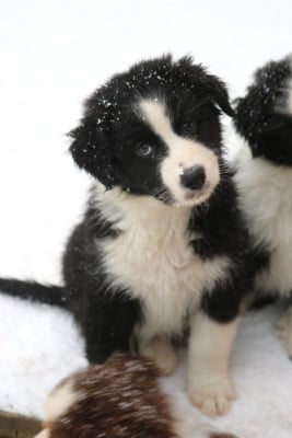 Black Nova (noire bicolore) - Berger Australien