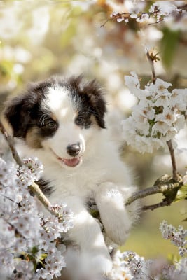 Les chiots de Berger Australien