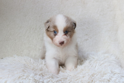 Les chiots de Berger Australien