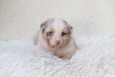 Les chiots de Berger Australien