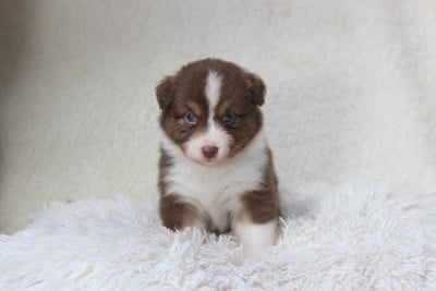 Les chiots de Berger Australien