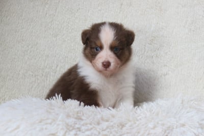 Les chiots de Berger Australien