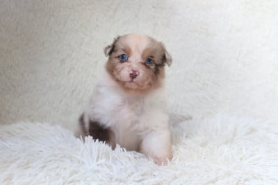 Les chiots de Berger Australien