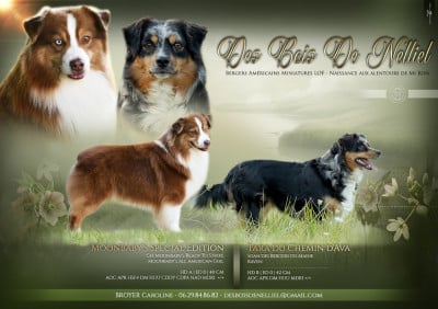 Les chiots de Berger Américain Miniature 