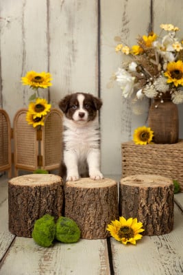 Les chiots de Berger Australien
