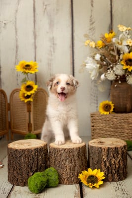 Les chiots de Berger Australien
