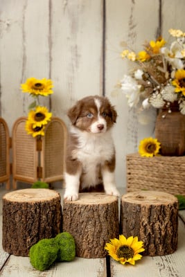 Les chiots de Berger Australien