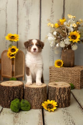 Les chiots de Berger Australien