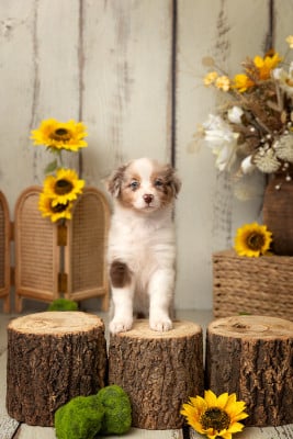 Les chiots de Berger Australien