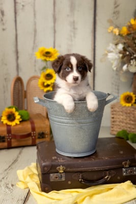 Les chiots de Berger Australien
