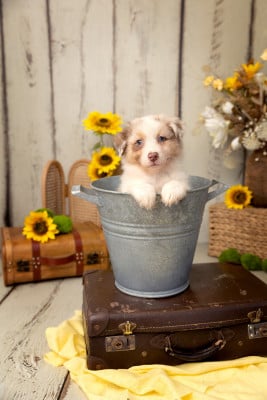 Les chiots de Berger Australien