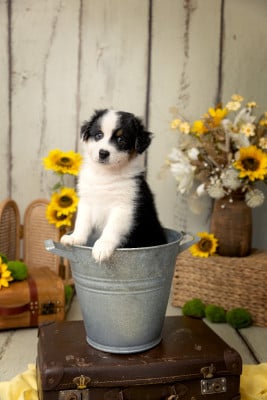 Les chiots de Berger Australien