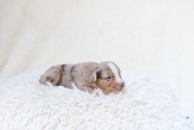 Les chiots de Berger Américain Miniature 