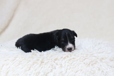 Les chiots de Berger Américain Miniature 