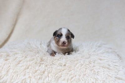 Les chiots de Berger Américain Miniature 