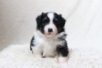 Les chiots de Berger Américain Miniature 