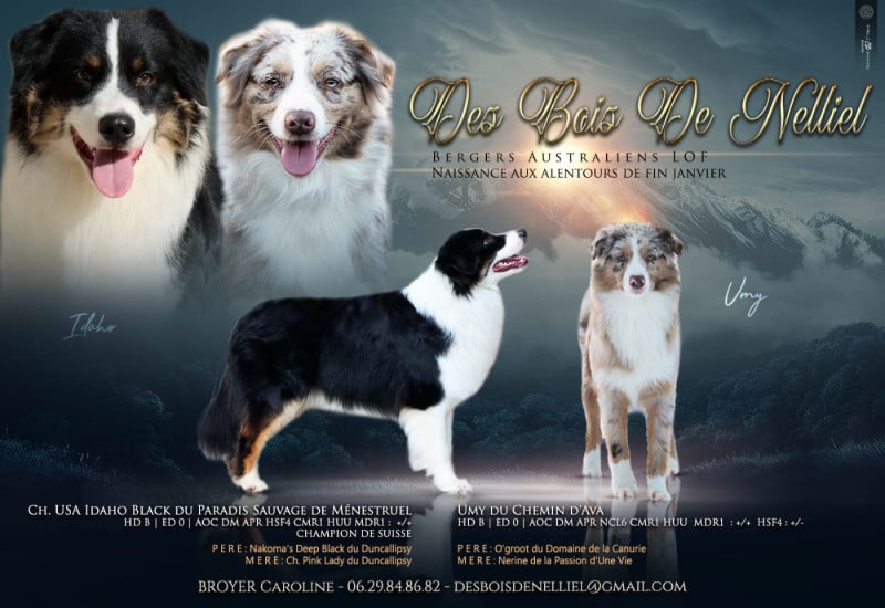 Berger Australien - Des Bois De Nelliel