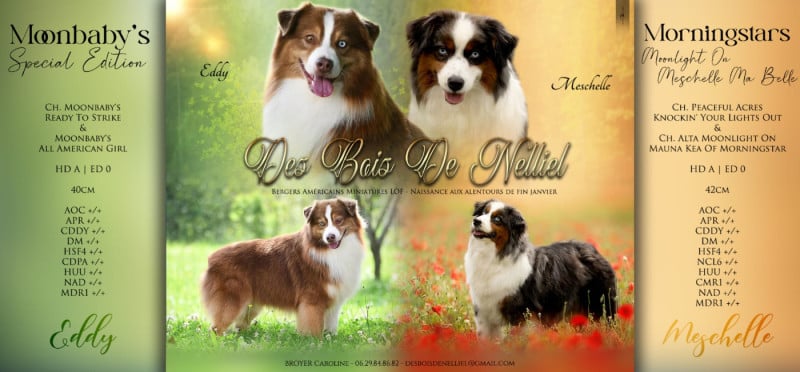 Berger Américain Miniature  - Des Bois De Nelliel