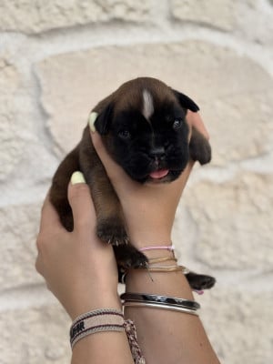 Boxer