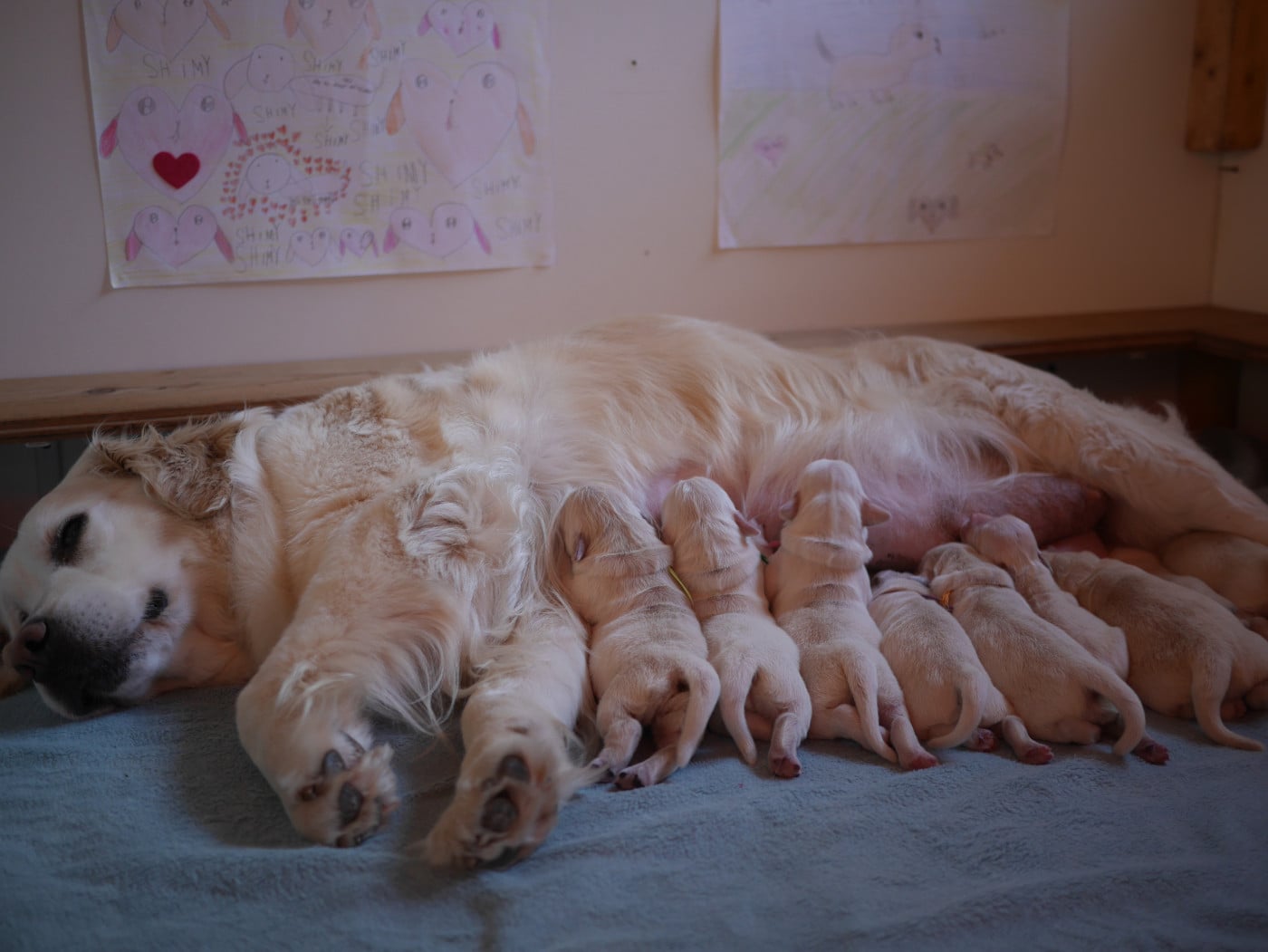 Golden Retriever - Sunshine From Highlands
