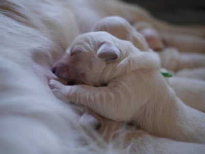 Les chiots de Golden Retriever