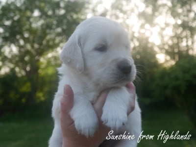 Les chiots de Golden Retriever