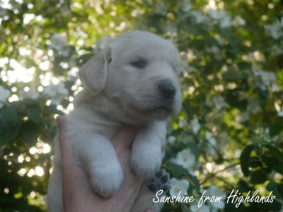 Les chiots de Golden Retriever