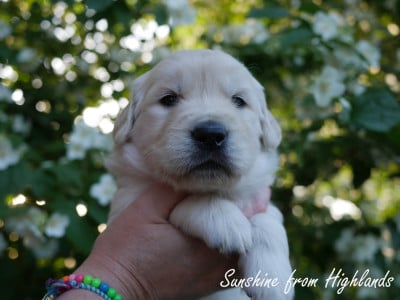 Les chiots de Golden Retriever