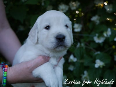 Les chiots de Golden Retriever
