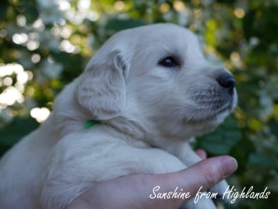 Les chiots de Golden Retriever