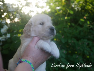 Les chiots de Golden Retriever