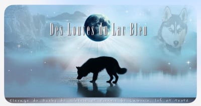 Des Louves Du Lac Bleu