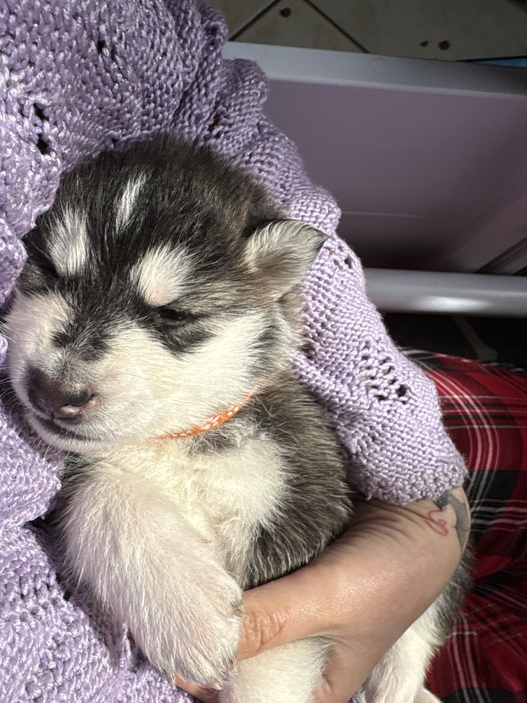 C. orange - Siberian Husky